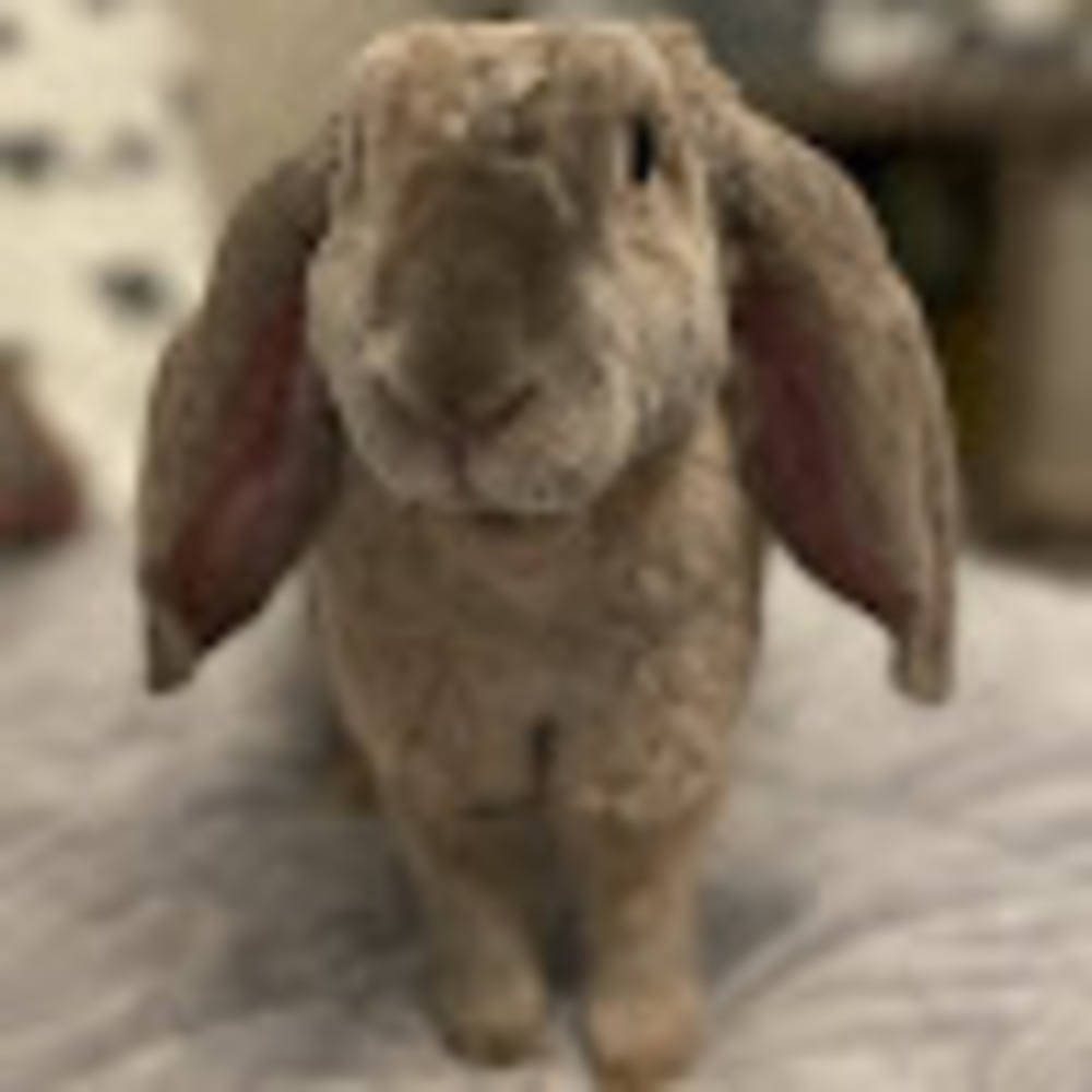 Meet your Posher, Audrey